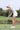 BERMUDA BLUE - Ladies Lifestyle Collection